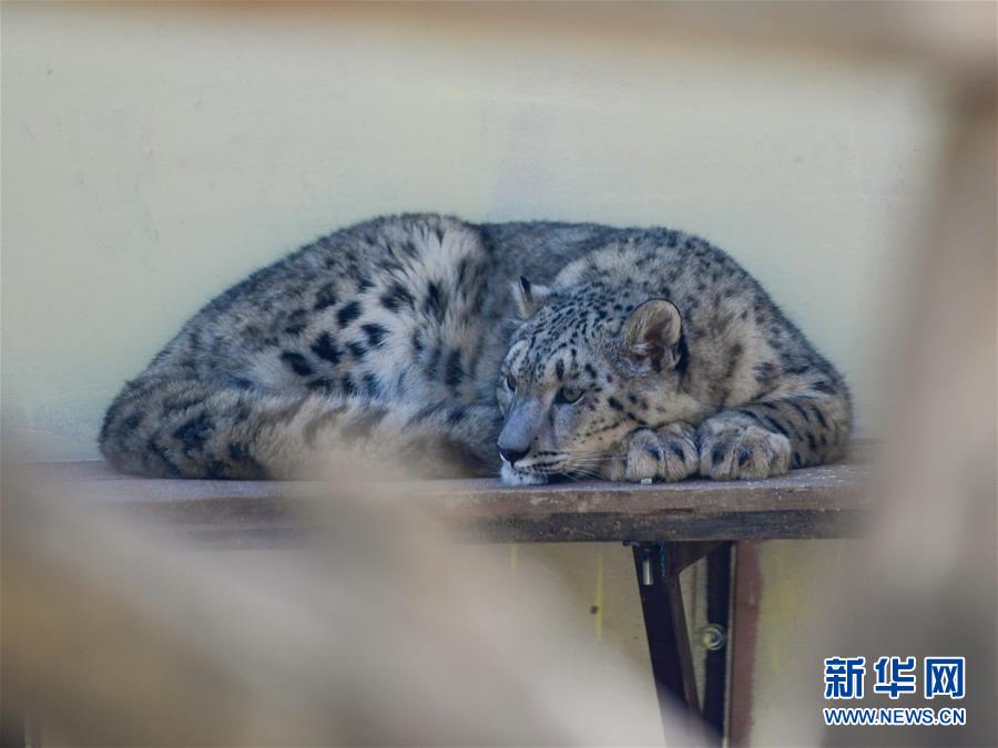 (圖文互動)(1)人工繁育雪豹雙胞胎首次亮相西寧野生動物園