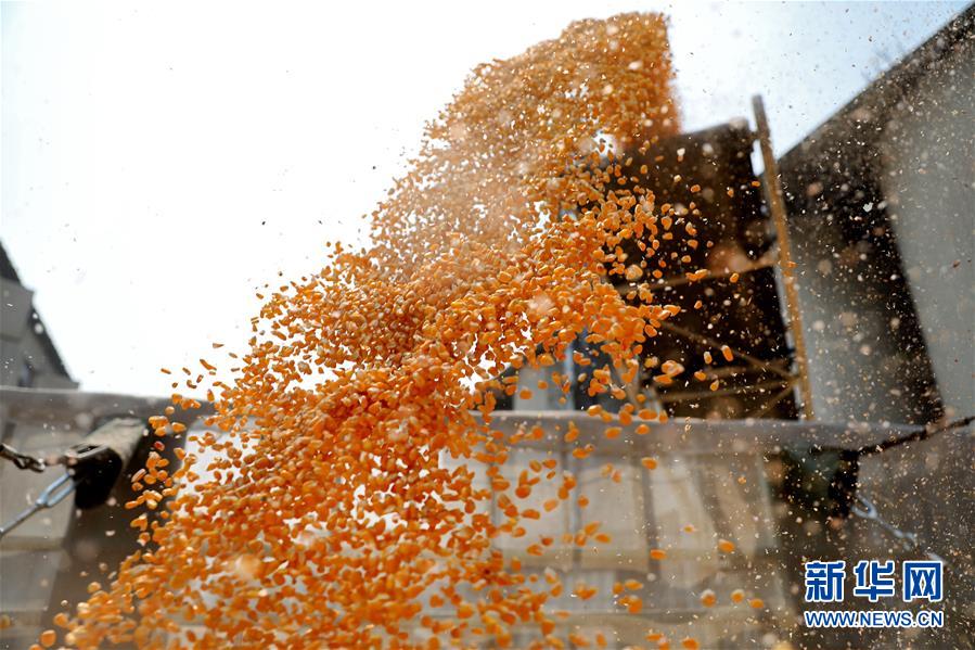 (在習近平新時代中國特色社會主義思想指引下——新時代新作為新篇章·習近平總書記關切事·圖文互動)(8)春耕忙 信心足——谷雨時節走馬東北直擊糧事