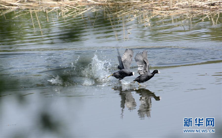 (社會)(2)北京世園公園正式掛牌