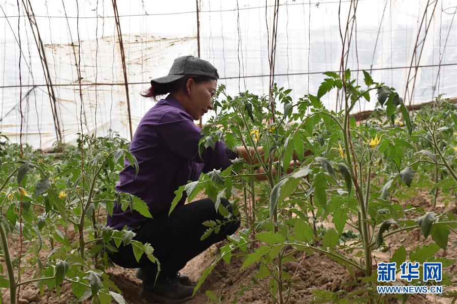 (圖文互動)(2)“桃花源”里話豐年 ——帕米爾山區一處扶貧搬遷點見聞