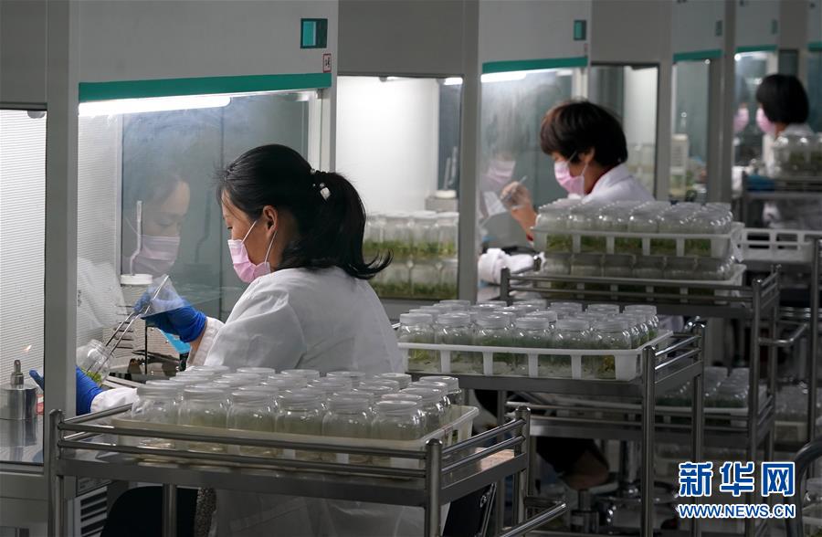 (來自一線的調查報告·圖文互動)(6)搶出一個身位謀發展——河南許昌經濟復蘇見聞