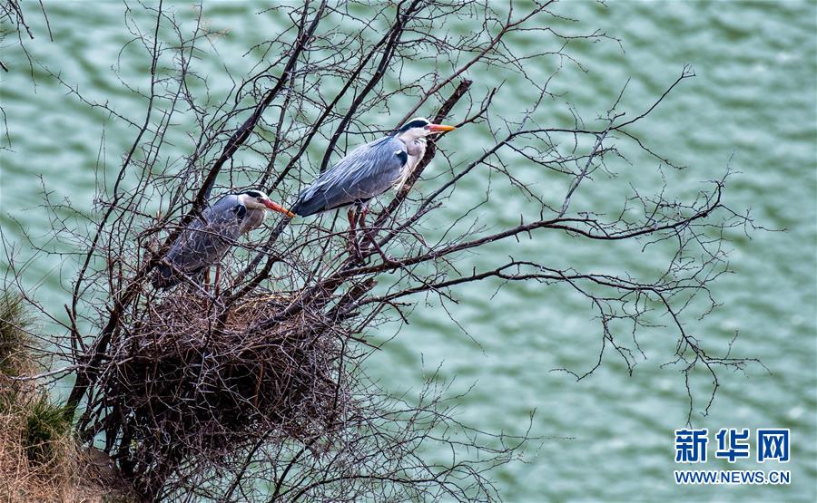 (圖文互動)(2)山西平陸黃河濕地迎來上千只蒼鷺