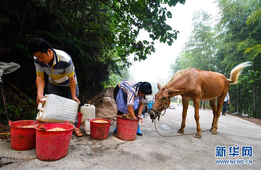 (決戰決勝脫貧攻堅·圖文互動)(4)老余賣騾子