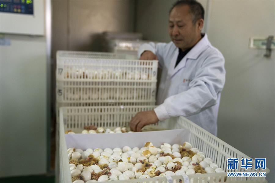 (決戰決勝脫貧攻堅·圖文互動)(1)小鴿子帶來大希望——河北阜平硒鴿產業“飛翔”記