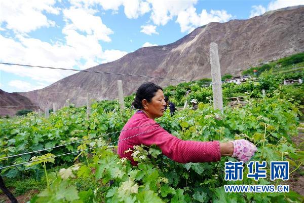 (決戰決勝脫貧攻堅·圖文互動)(2)西藏昌都“甜蜜”產業助脫貧