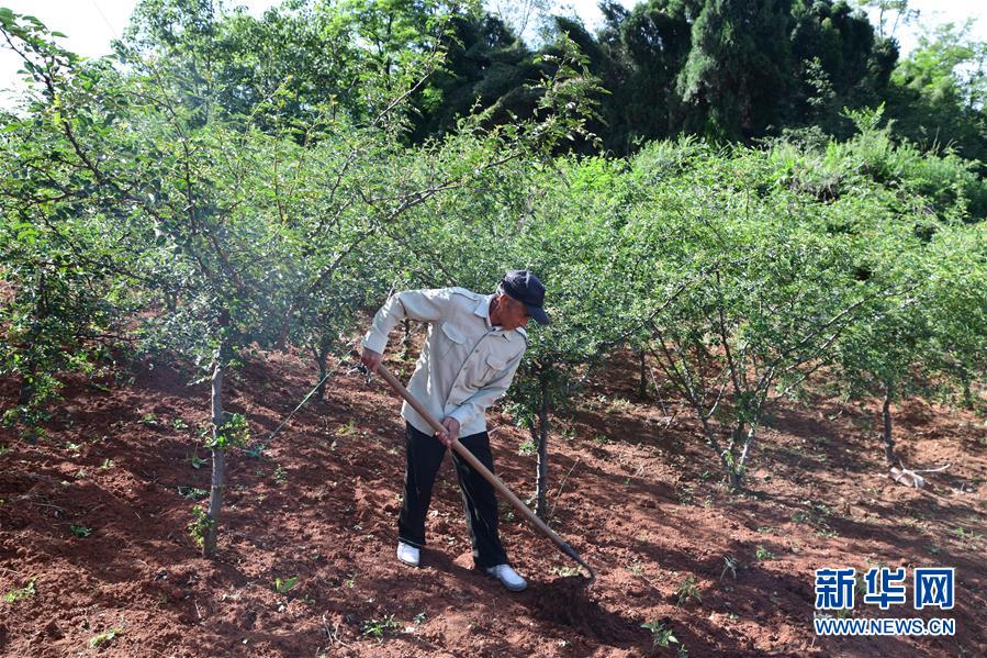 (決戰決勝脫貧攻堅·圖文互動)(4)暮投石壕村