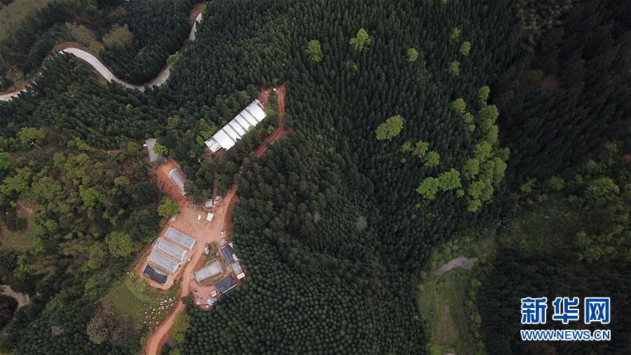 (決戰決勝脫貧攻堅·圖文互動)(3)“小蜂王”的大夢想