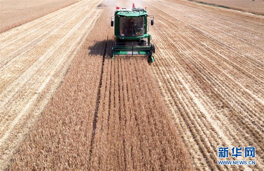 (關(guān)注三夏·圖文互動(dòng))(3)麥田“后浪”的農(nóng)事新說(shuō)