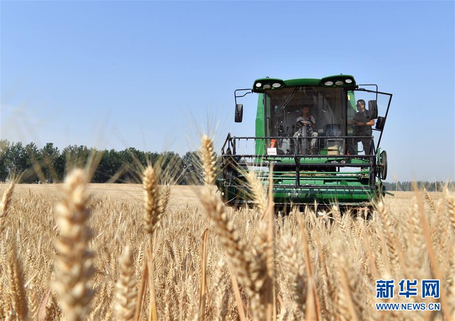 (關(guān)注三夏·圖文互動(dòng))(5)麥田“后浪”的農(nóng)事新說(shuō)