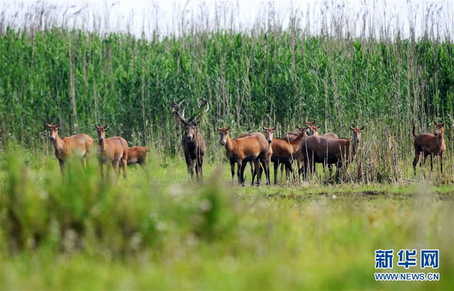 (新華全媒頭條·圖文互動)(9)大湖新歌——我國兩大淡水湖全面生態修復進行時