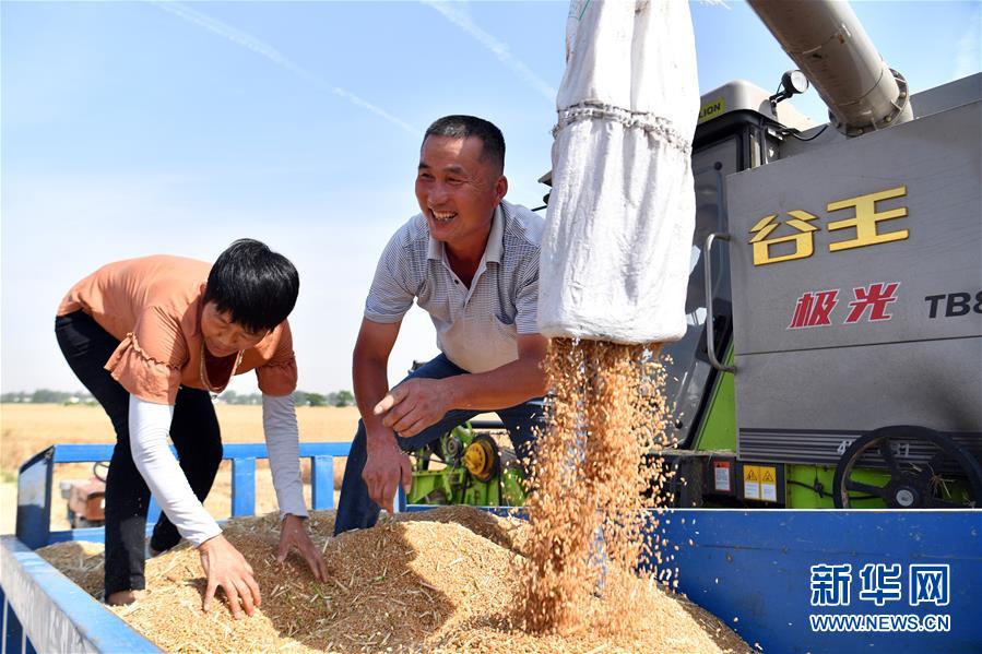 (關注三夏·圖文互動)(1)2020 豐收的心情