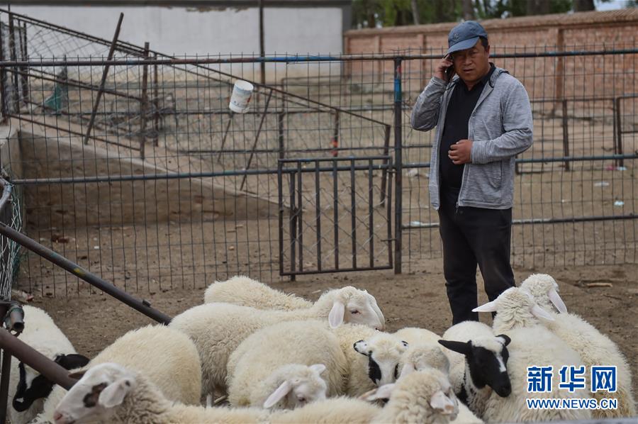 (決戰決勝脫貧攻堅·圖文互動)(1)“活羊經紀人”老白