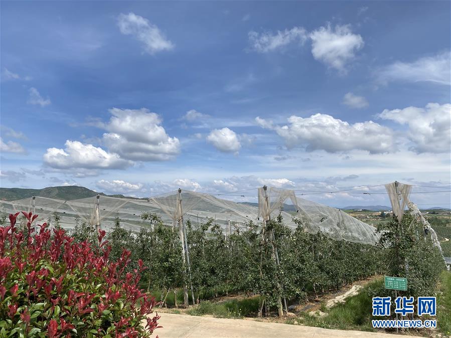 (決戰決勝脫貧攻堅·圖文互動)(3)高原紅了,日子好了——貴州海拔最高縣發展蘋果產業見聞