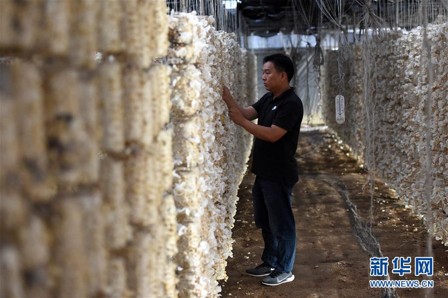 (新華全媒頭條·圖文互動)(7)青春,在希望的田野上——大別山區(qū)尋訪“城歸”大學(xué)畢業(yè)生