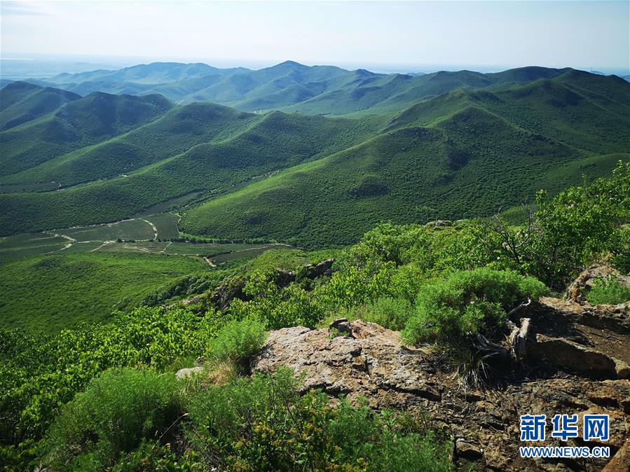 (決戰決勝脫貧攻堅·圖文互動)(1)內蒙古科右中旗:把準發展方向 “楓馬牛”可相及