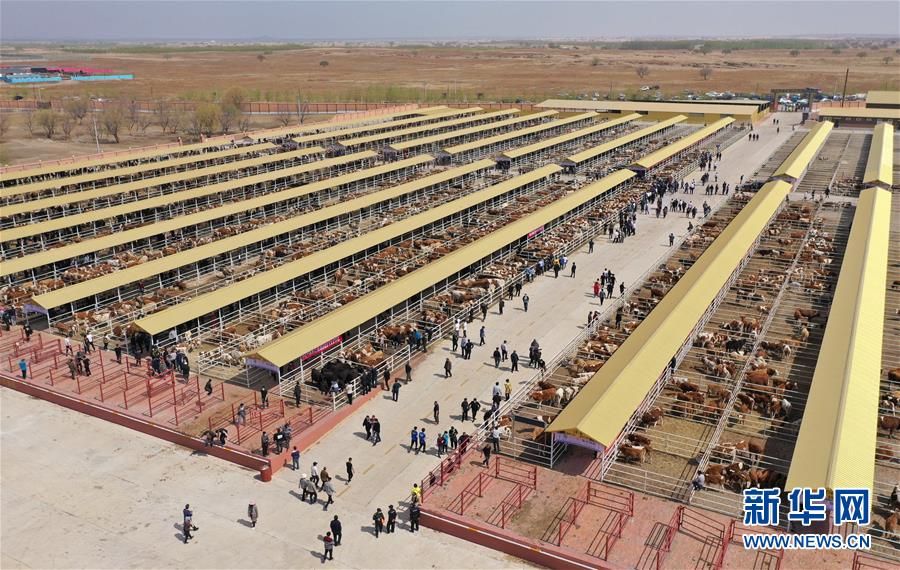 (決戰決勝脫貧攻堅·圖文互動)(3)內蒙古科右中旗:把準發展方向 “楓馬牛”可相及