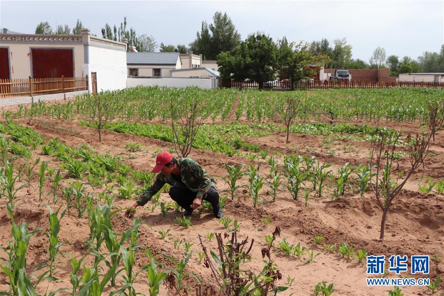 (鄉(xiāng)村振興·圖文互動)(1)內(nèi)蒙古伊金霍洛旗:自家生豬基地養(yǎng) 環(huán)境好來收入旺
