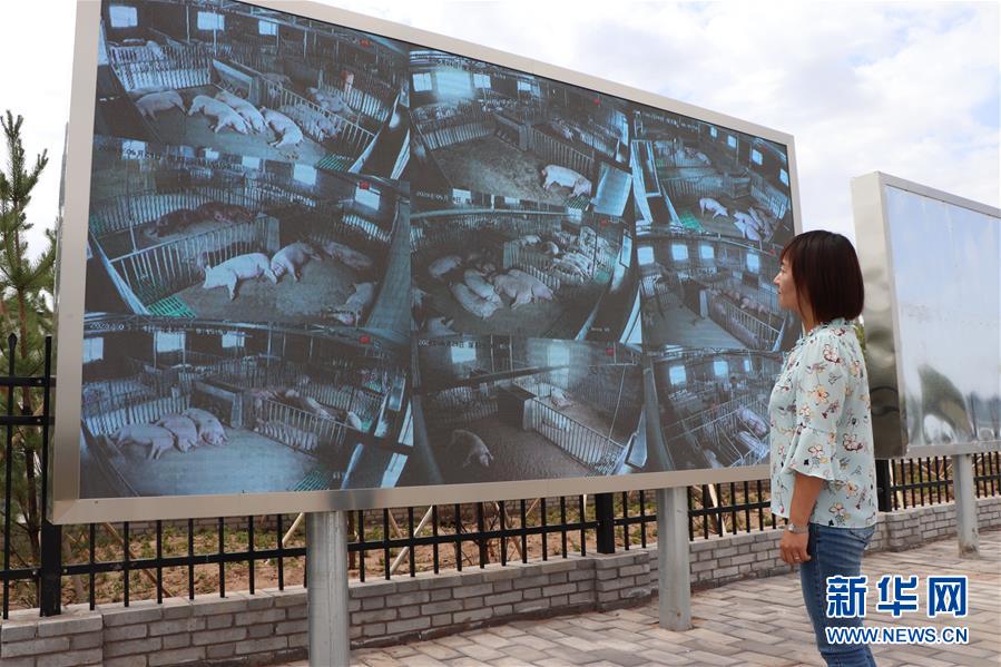 (鄉(xiāng)村振興·圖文互動)(3)內(nèi)蒙古伊金霍洛旗:自家生豬基地養(yǎng) 環(huán)境好來收入旺