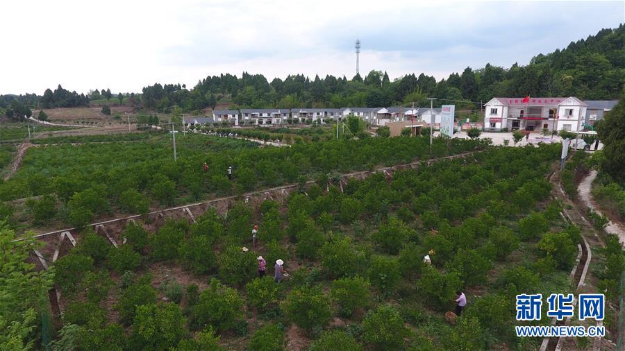 (新華全媒頭條·走向我們的小康生活·圖文互動(dòng))(11)奮斗繪就“新天府”——川蜀大地干群“戰(zhàn)貧”軌跡掃描