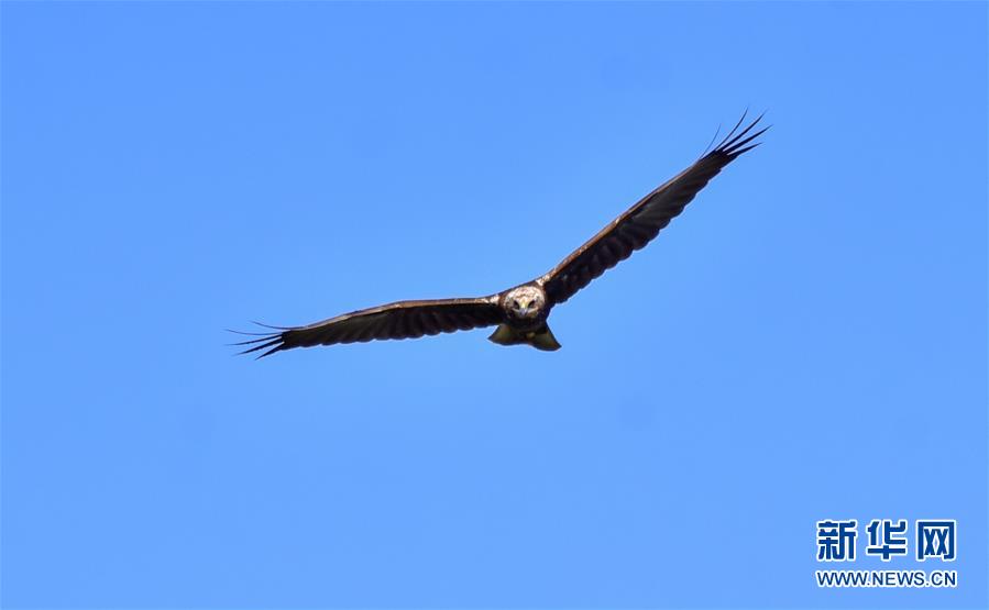 (新華網·圖文互動)(2)云南保山首次記錄到國家重點保護野生動物白頭鷂