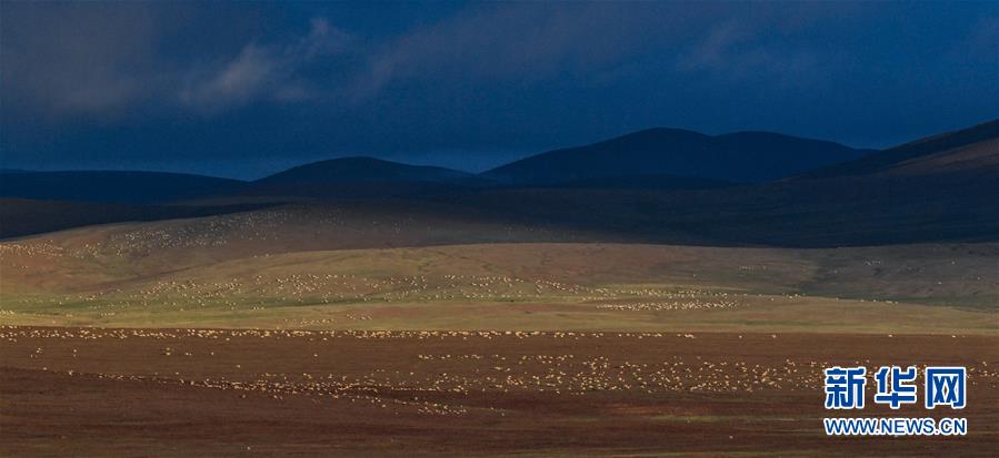 (圖文互動)(1)可可西里加強保護 十多年未聞盜獵槍聲