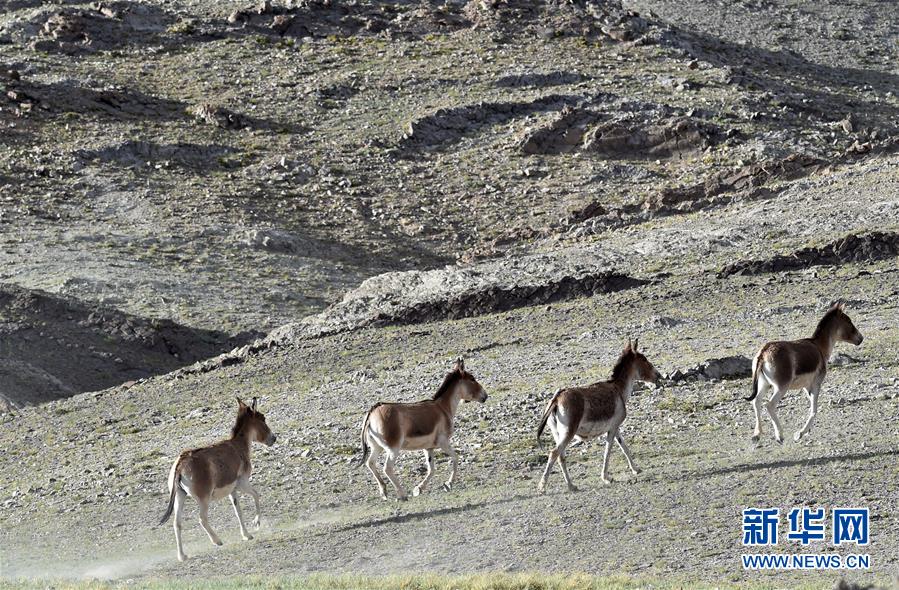 （在習近平新時代中國特色社會主義思想指引下——新時代新作為新篇章·習近平總書記關切事·圖文互動）（1）綠色映底蘊，山水見初心——生態(tài)優(yōu)先、綠色發(fā)展持續(xù)造福群眾美好生活
