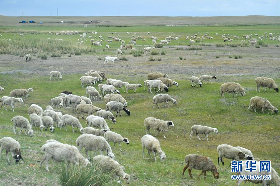 （走向我們的小康生活·圖文互動）（1）草原有了網，手機能放羊——看呼倫貝爾大草原牧民生活變了樣 