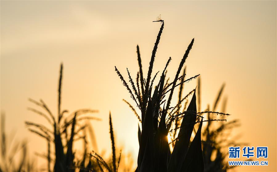 （在習(xí)近平新時(shí)代中國(guó)特色社會(huì)主義思想指引下——新時(shí)代新作為新篇章·習(xí)近平總書(shū)記關(guān)切事·圖文互動(dòng)）（1）為黑土加“油”——“耕地中的大熊貓”，我們這樣保護(hù)