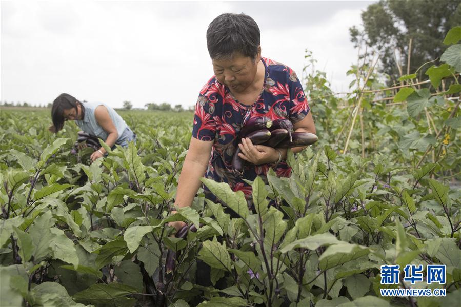 (決戰決勝脫貧攻堅·圖文互動)(1)幸福村的幸福“菜”事