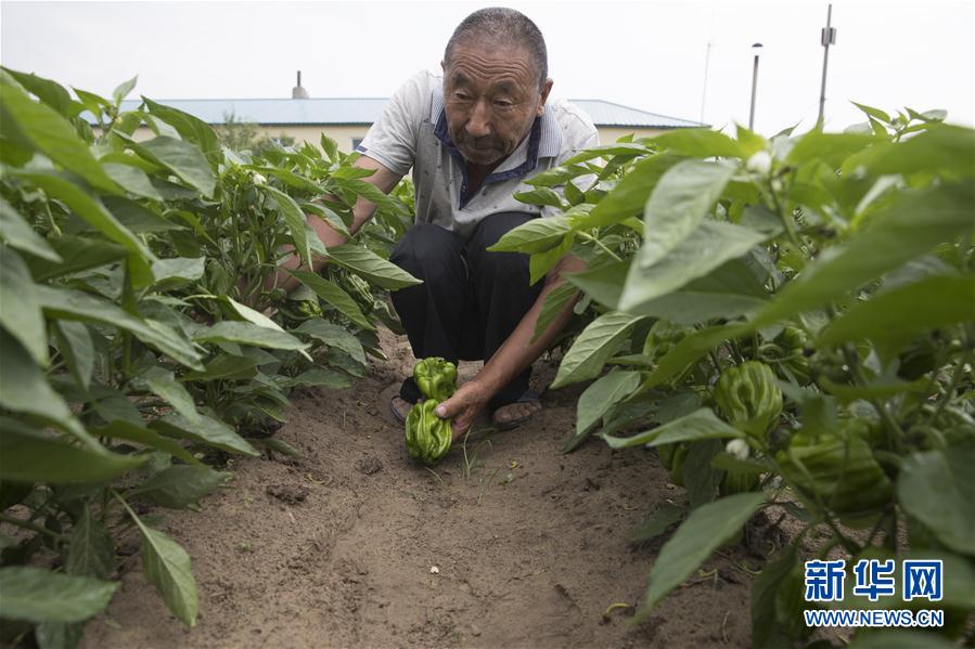 (決戰決勝脫貧攻堅·圖文互動)(3)幸福村的幸福“菜”事