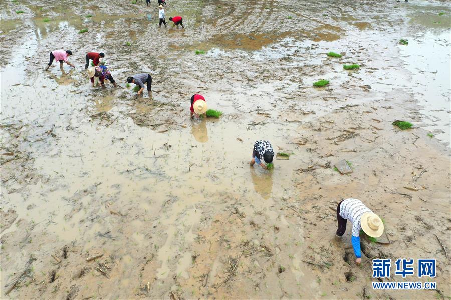 #(經濟)(4)湖南:搶插水稻 生產自救