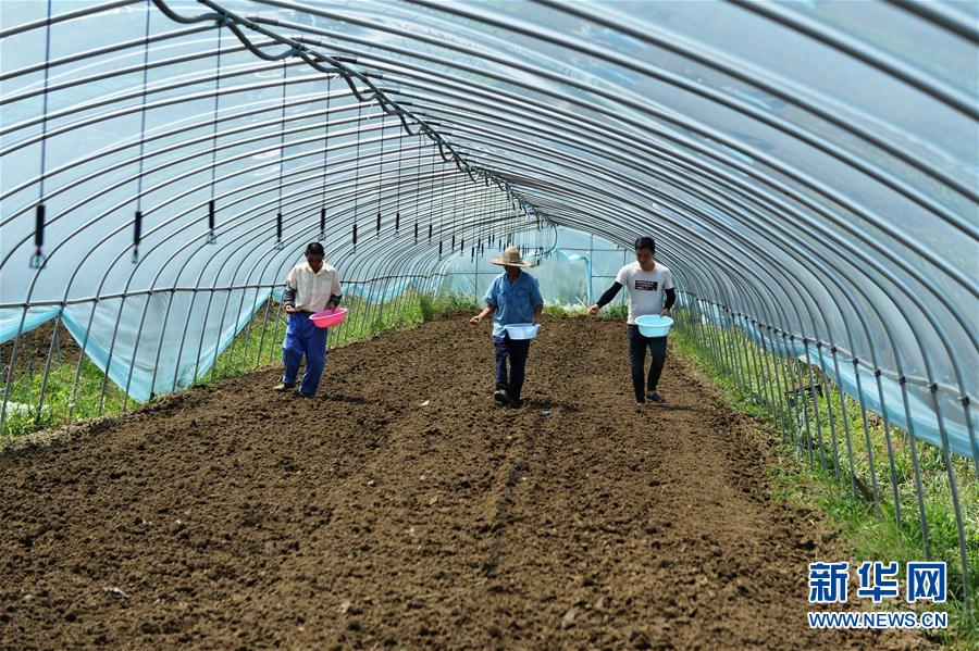 (防汛抗洪)(1)安徽肥東:恢復生產 災后自救