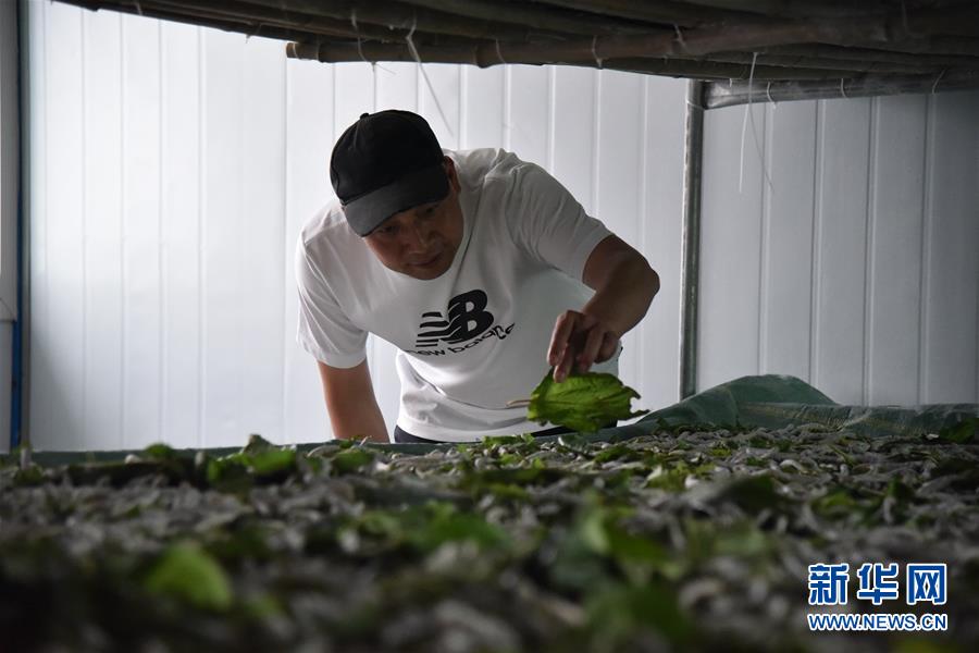 (決戰決勝脫貧攻堅·圖文互動)(3)“江南繅絲”喀斯特深山扎根記