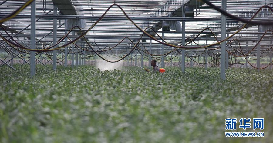 (決戰決勝脫貧攻堅·圖文互動)(3)“小土豆” 漸成增收大產業