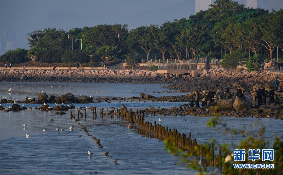 (新華全媒頭條·圖文互動)(11)鯤鵬展翅九萬里——深圳奮力跑好建設中國特色社會主義先行示范區“第一程”