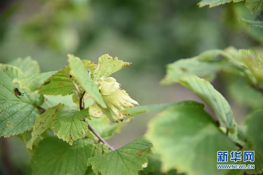 (決戰(zhàn)決勝脫貧攻堅(jiān)·圖文互動(dòng))(2)榛子樹結(jié)出“扶貧果”