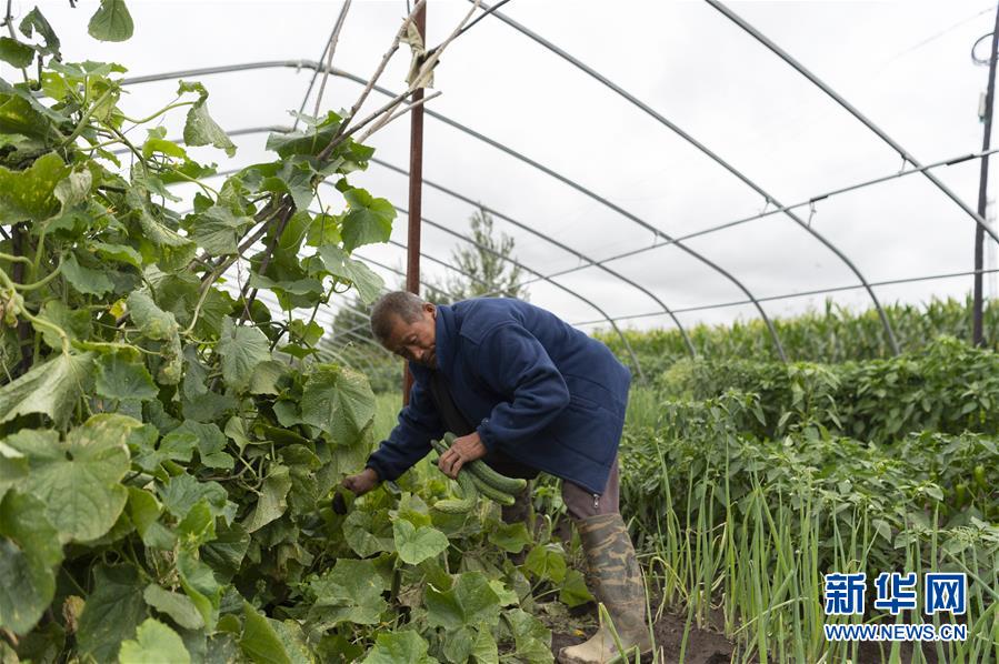 (決戰決勝脫貧攻堅·圖文互動)(1)老張的菜園
