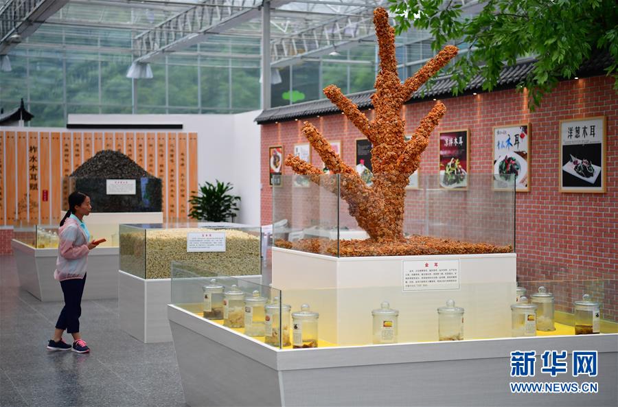 (新華全媒頭條·走向我們的小康生活·圖文互動)(4)蹚出綠色小康路——陜南秦巴山區的脫貧答卷