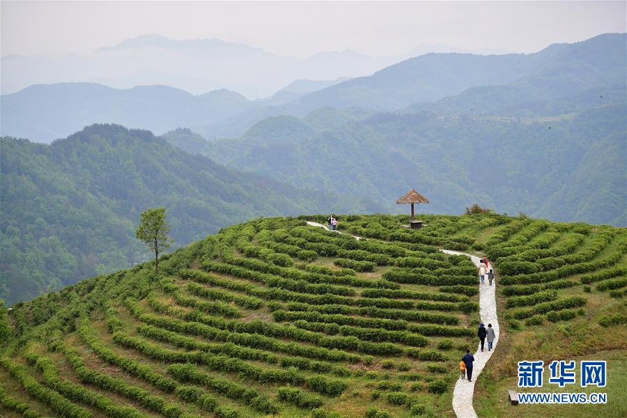(新華全媒頭條·走向我們的小康生活·圖文互動)(5)蹚出綠色小康路——陜南秦巴山區的脫貧答卷