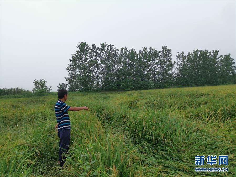 （新華視點·聚焦餐桌外的浪費·圖文互動）（2）顆粒歸倉為何難實現？我國糧食收割環節損失驚人