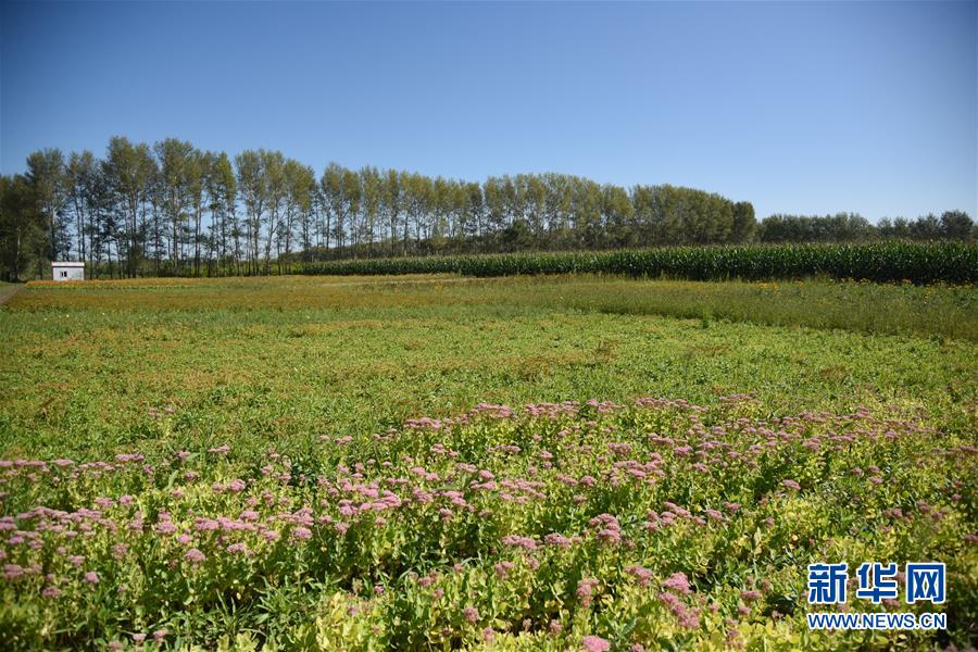 (決戰決勝脫貧攻堅·圖文互動)(3)楊老漢“護花”巧算“脫貧賬”