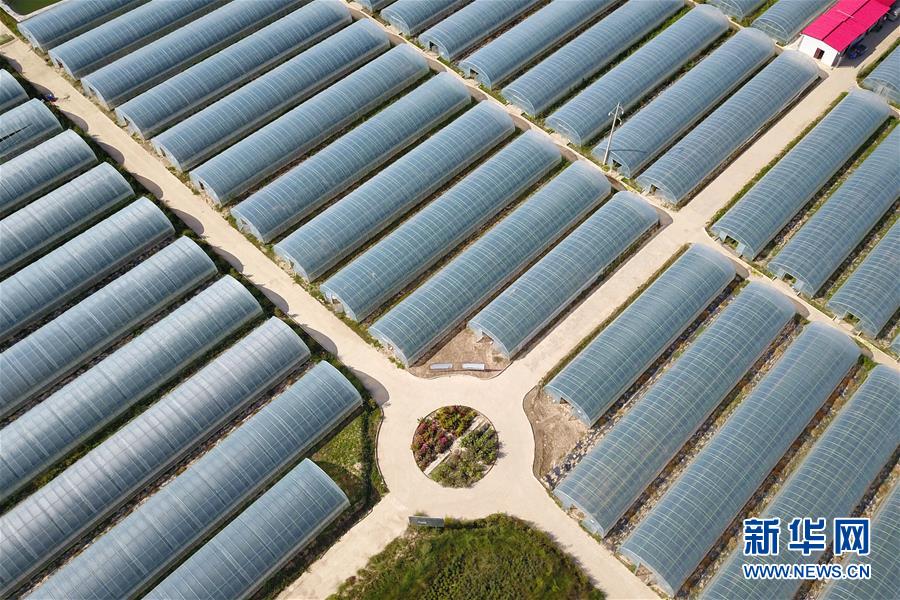 (新華全媒頭條·走向我們的小康生活·圖文互動)(11)“苦甲”不再,“甘味”綿長——脫貧攻堅的甘肅味道