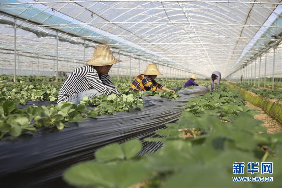 （新華全媒頭條·決戰決勝脫貧攻堅·督戰未摘帽貧困縣·圖文互動）（12）不獲全勝，決不收兵——全國52個掛牌督戰貧困縣脫貧攻堅紀實