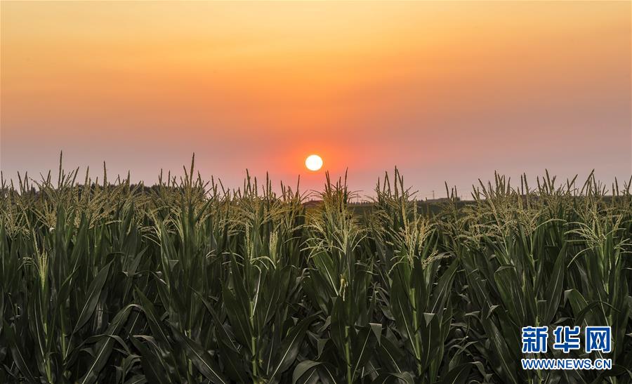 (新華全媒頭條·圖文互動(dòng))(2)為現(xiàn)代農(nóng)業(yè)探新路——來自吉林梨樹的田野報(bào)告