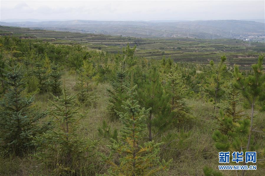 (決戰(zhàn)決勝脫貧攻堅(jiān)·圖文互動(dòng))(1)甘肅定西黃土高坡上,有片“福州林”