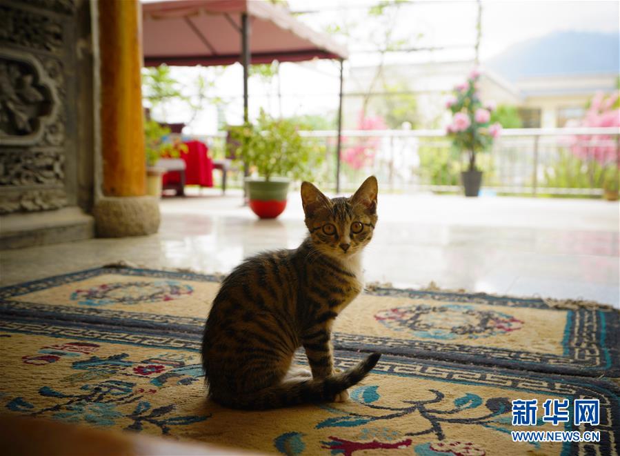 （走向我們的小康生活·決戰(zhàn)決勝脫貧攻堅·圖文互動）（3）甘青交界處的跨越——保安族、撒拉族的脫貧故事