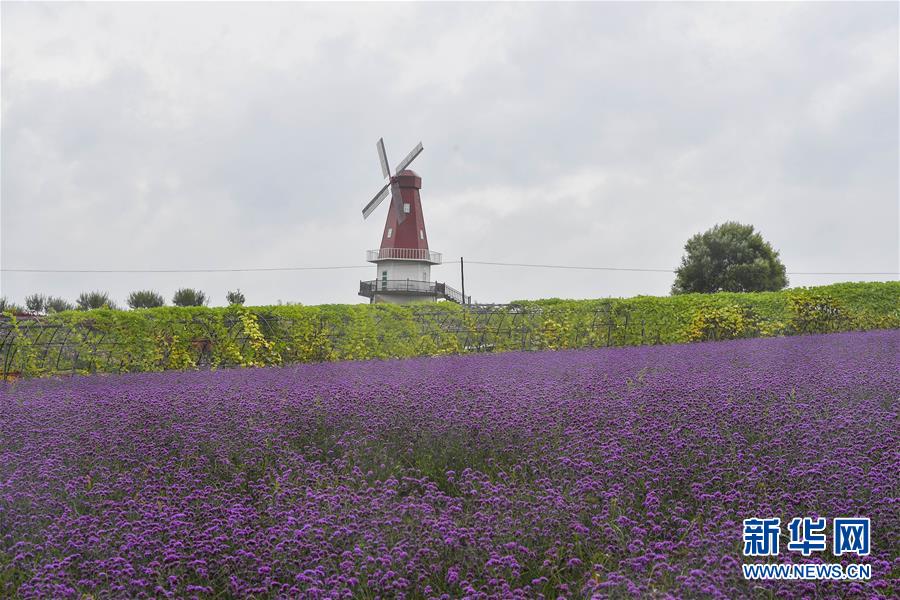 （新華全媒頭條·走向我們的小康生活·圖文互動(dòng)）（6）黑土地上是我家——在吉林，一瞥中國東北鄉(xiāng)村美麗未來