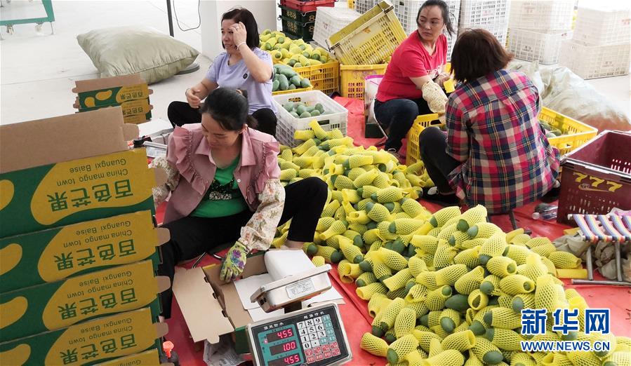 （決戰決勝脫貧攻堅·圖文互動）（3）同飲一江水 攜手“斬窮根”——深圳對口廣西河池、百色扶貧協作見聞