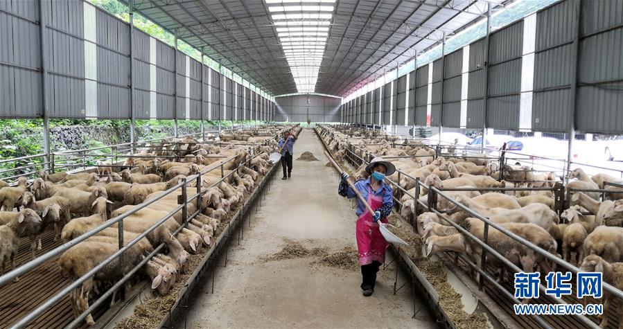 （決戰決勝脫貧攻堅·圖文互動）（5）同飲一江水 攜手“斬窮根”——深圳對口廣西河池、百色扶貧協作見聞