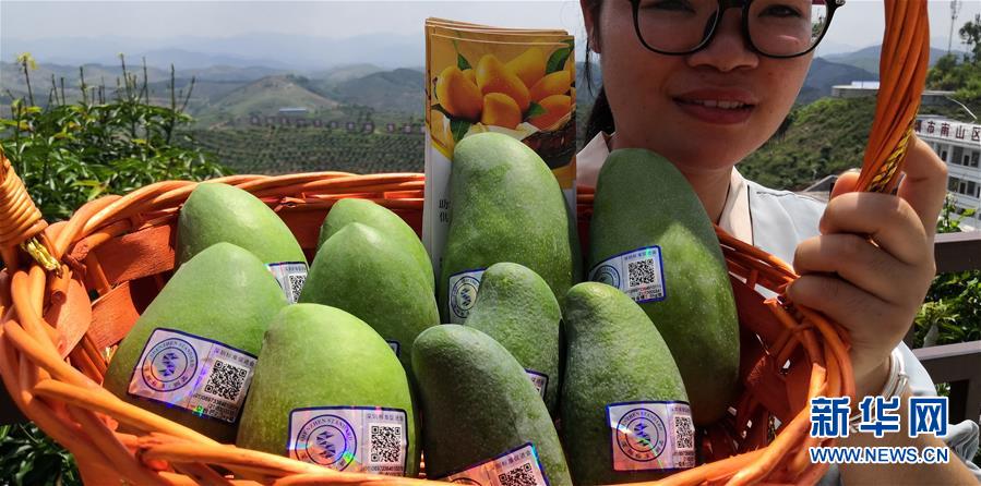 （決戰決勝脫貧攻堅·圖文互動）（7）同飲一江水 攜手“斬窮根”——深圳對口廣西河池、百色扶貧協作見聞